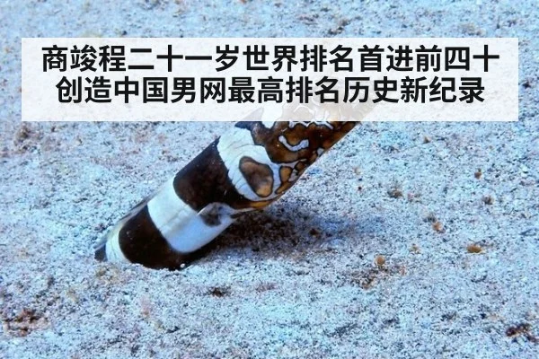 商竣程二十一岁世界排名首进前四十 创造中国男网最高排名历史新纪录